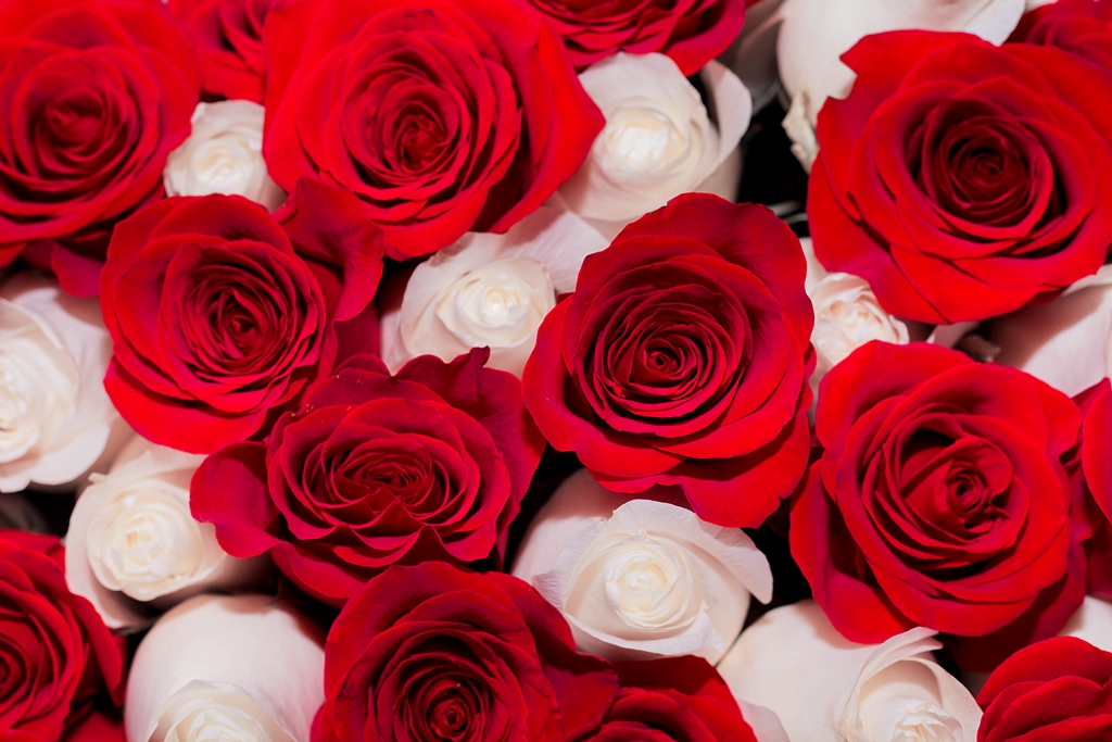 Фотообои для спальни Бело-красные розы