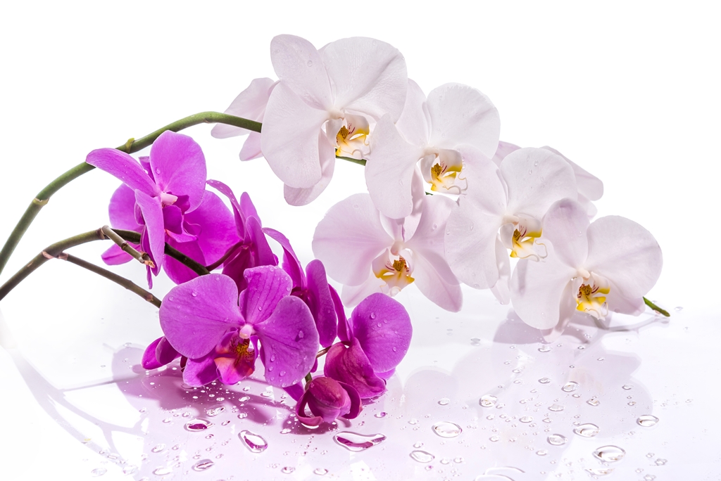 Фотообои для спальни Орхидеи 