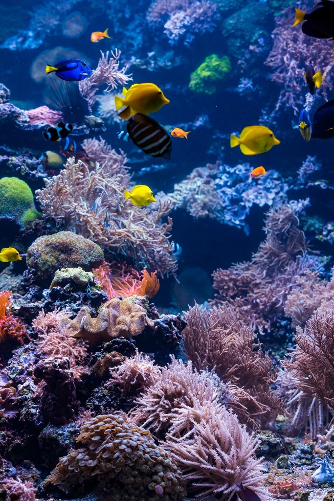 Фотообои Подводный мир с тропическими рыбами
