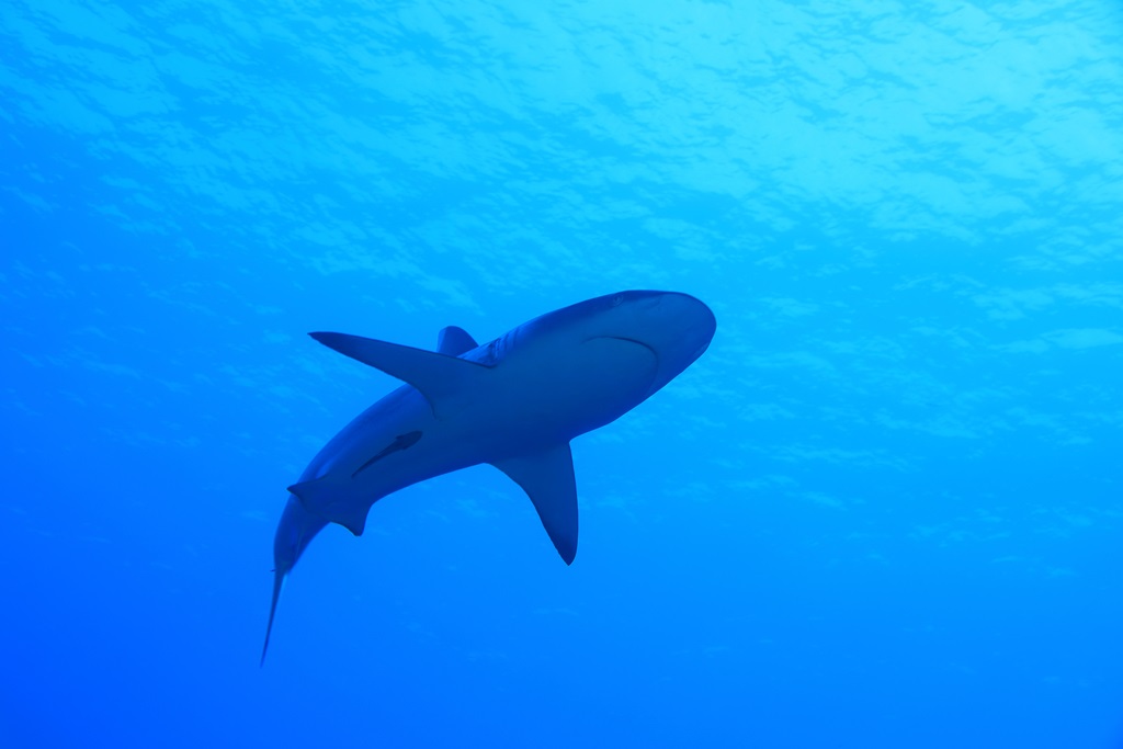 Фотообои Рифовая акула