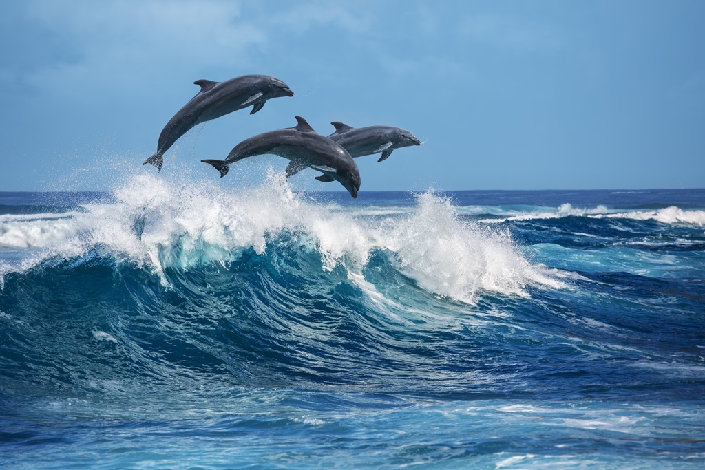 Фотообои Дельфины в естественной среде обитания
