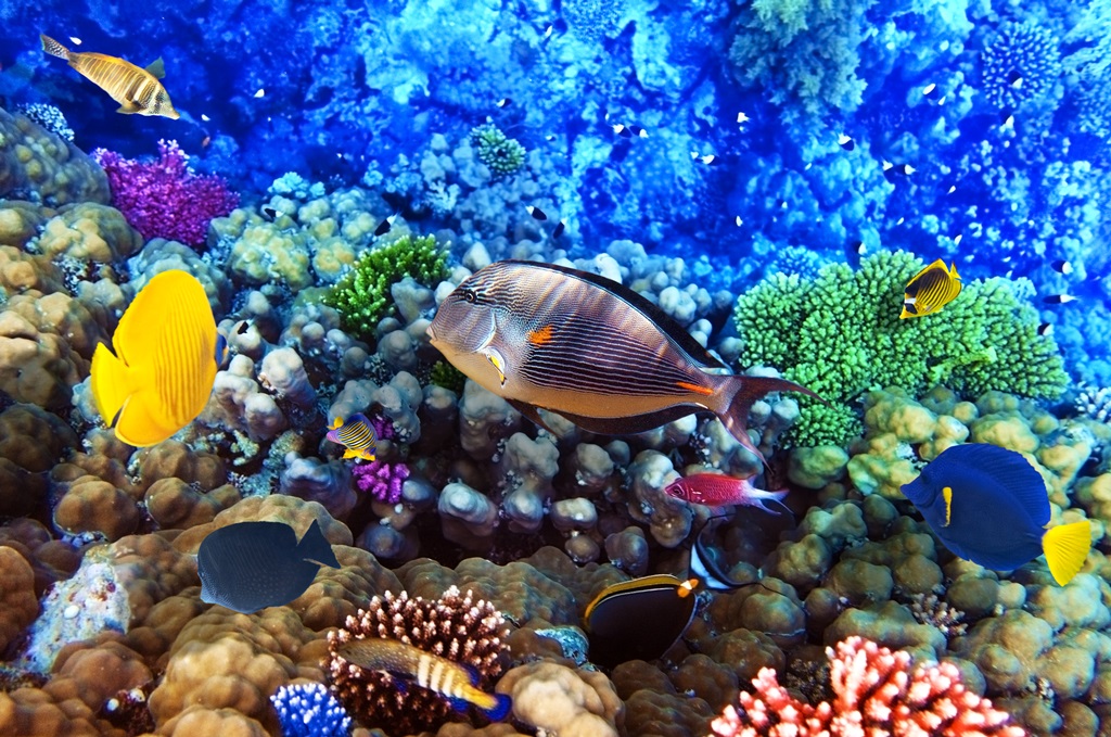 Фотообои Кораллы и рыбы в Красном море