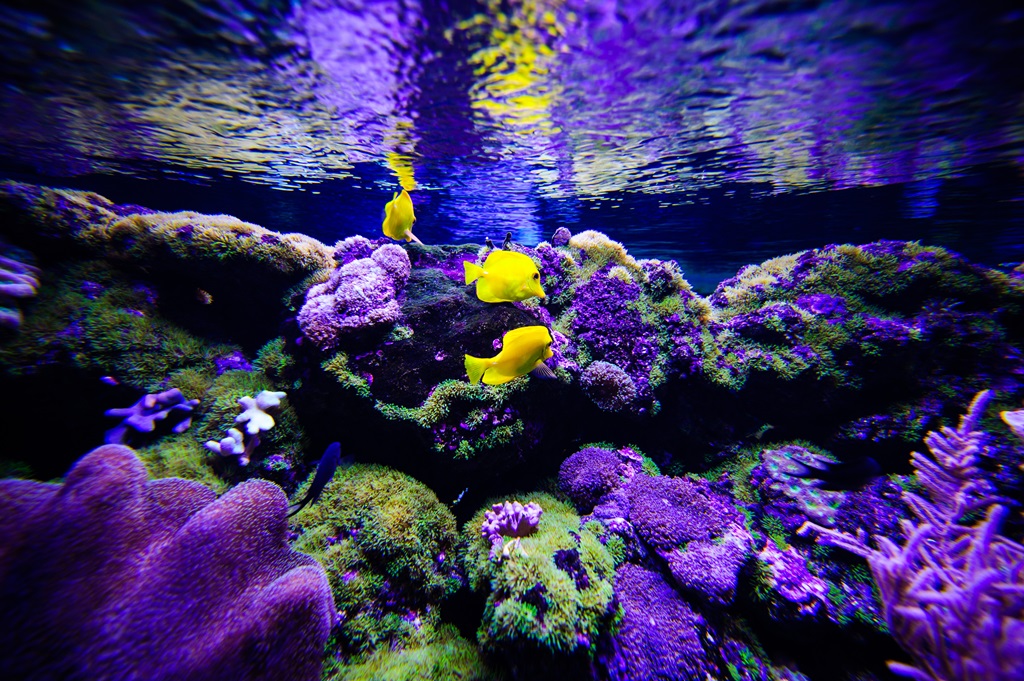 Фотообои Подводный мир с кораллами и тропическими рыбами