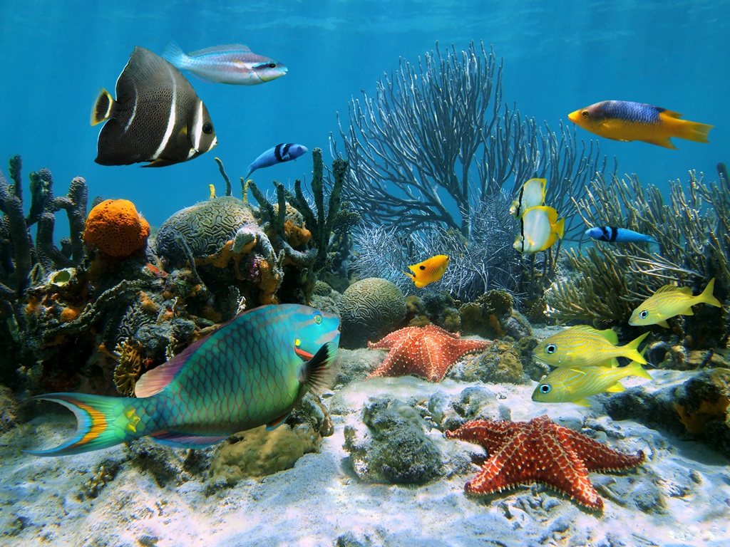 Фотообои Коралловый риф Карибское море