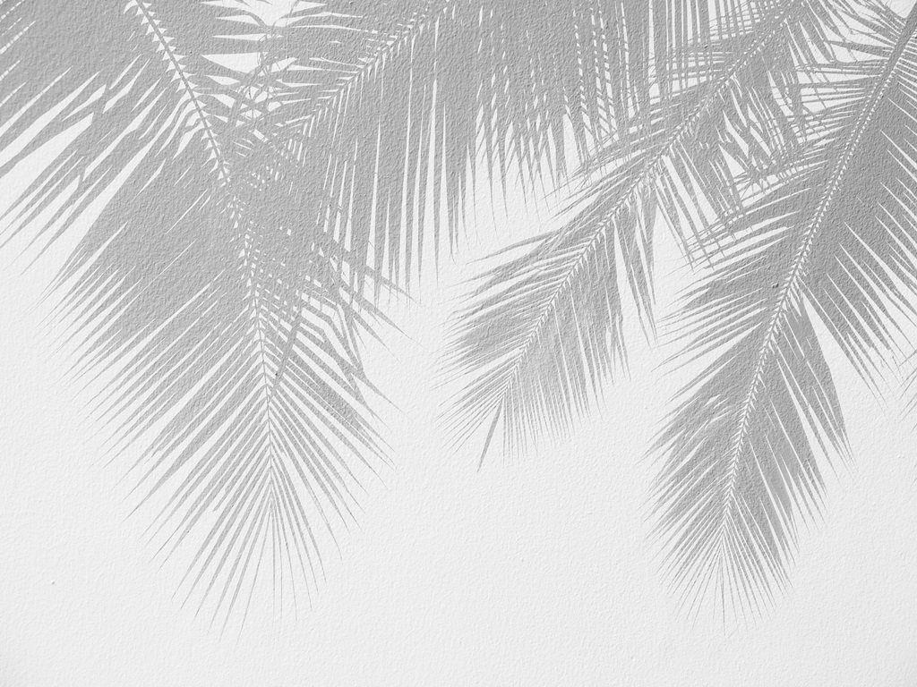 Фотообои Фон с пальмовыми листьями 