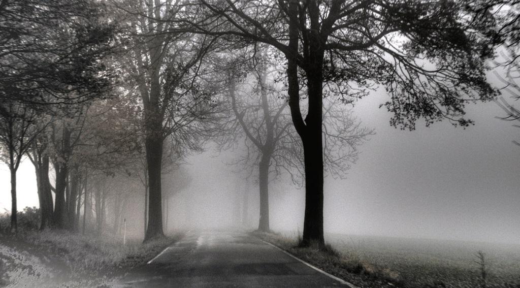 Фотообои Туман осенью