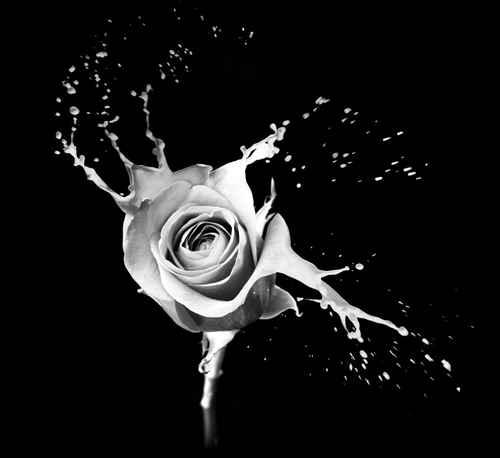 Фотообои Белая роза на черном фоне 