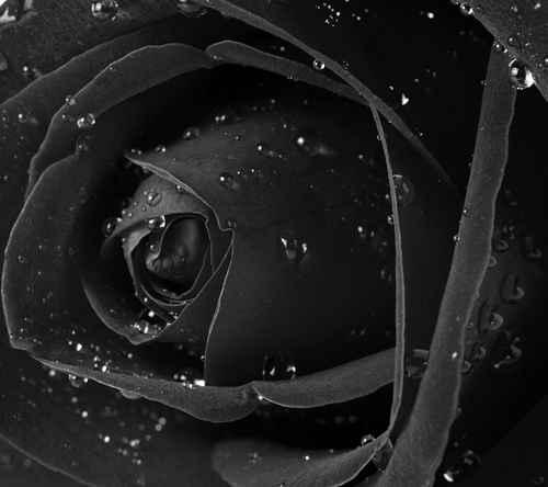 Фотообои Роза с каплями на лепестках 