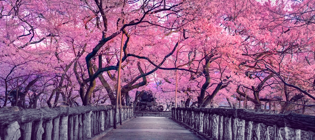 Фотообои Цветение сакуры