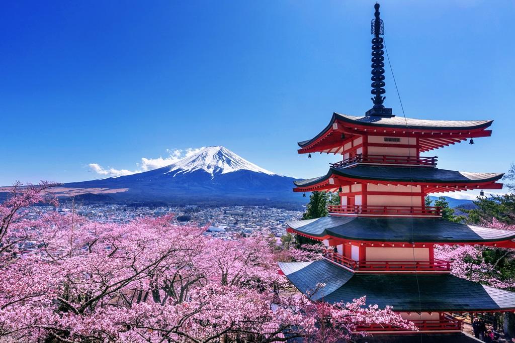 Фотообои Цветение сакуры весной. Гора Фудзи в Японии