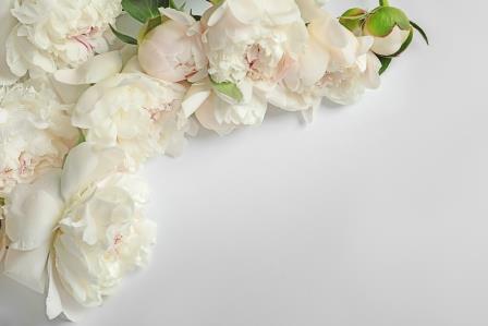 Фотообои Цветы