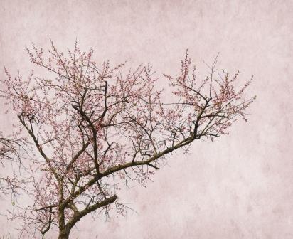 Фотообои Ветвь