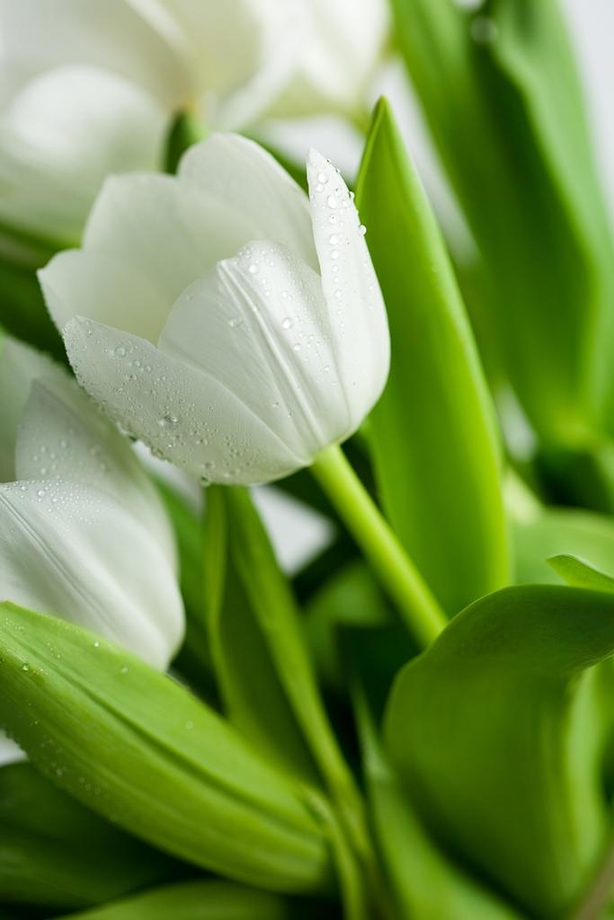Фотообои Белые тюльпаны