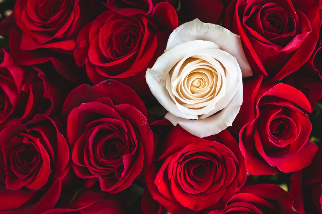 Фотообои Бело-красные розы