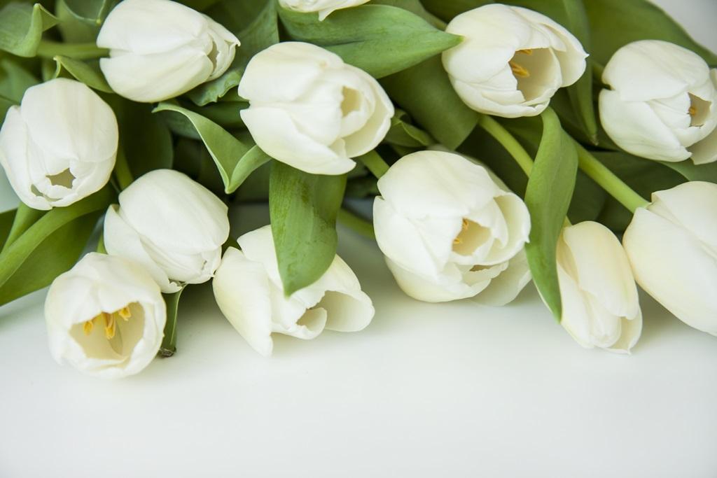 Фотообои Букет тюльпанов