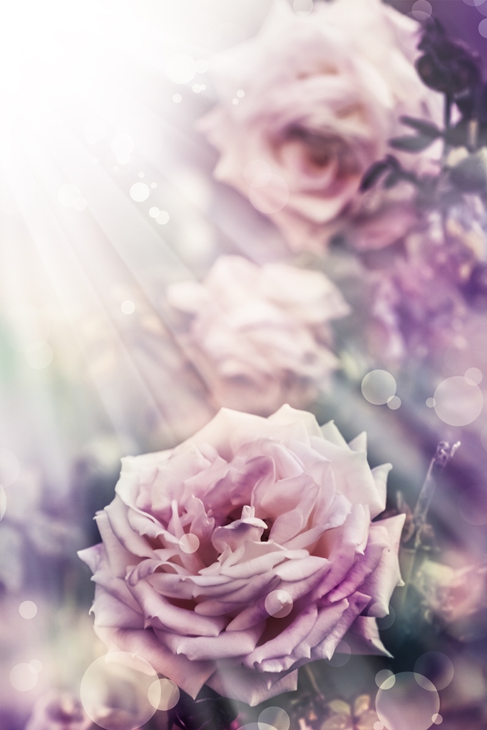 Фотообои Сиреневые розы