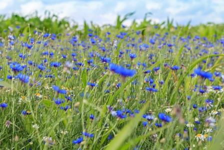 Фотообои Поле с цветами