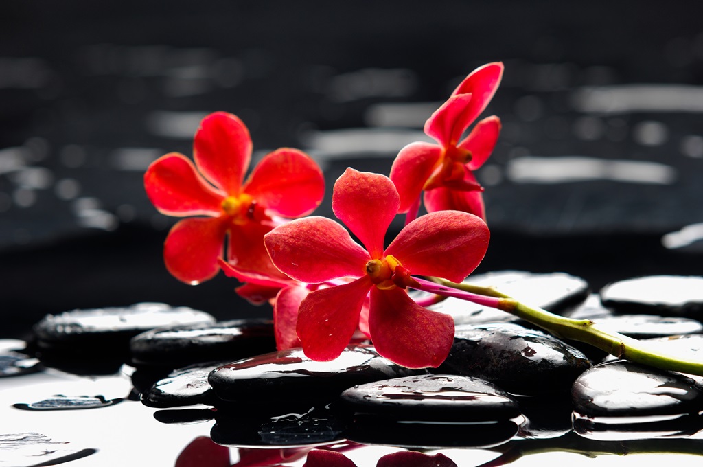 Фотообои Красная орхидея на камнях