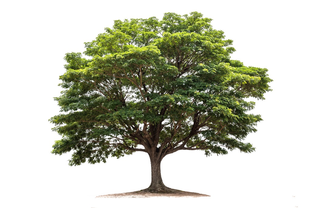 Фотообои Зеленое дерево 