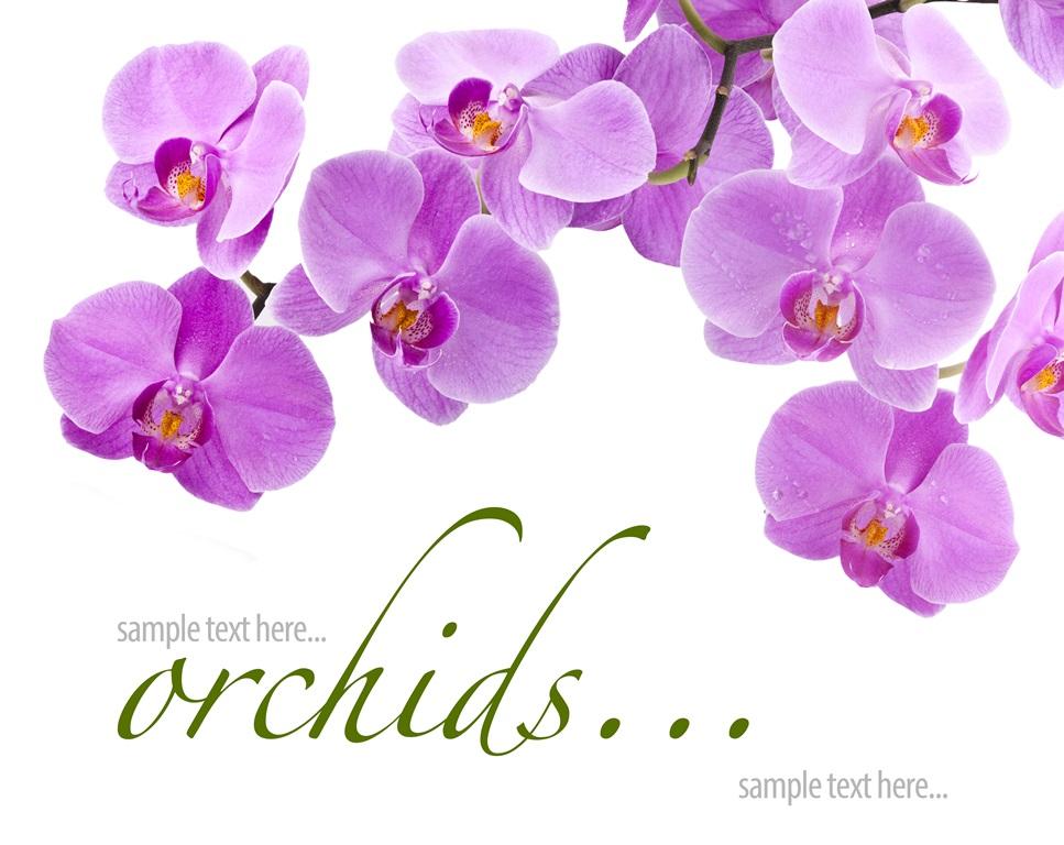 Фотообои Орхидеи на белом фоне
