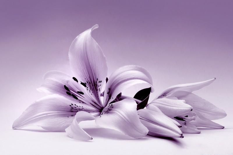 Фотообои Сиреневые лилии
