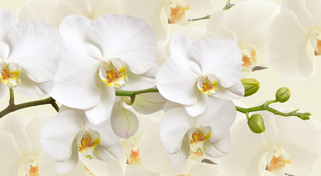 Фотообои Ветка орхидеи