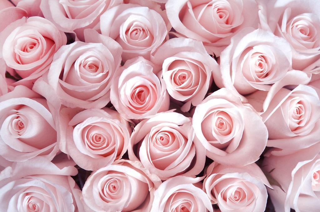Фотообои Нежно розовые розы