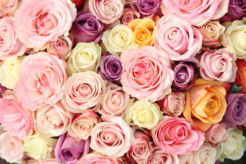 Фотообои Разноцветные розы