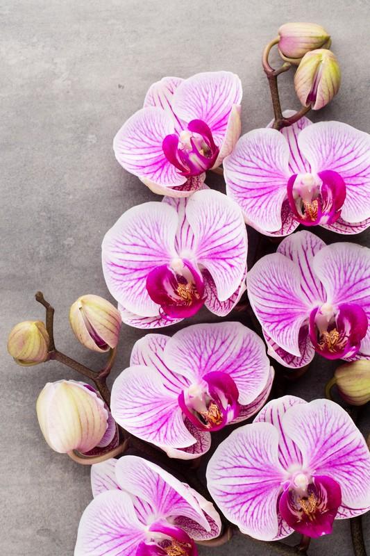 Фотообои Королевская орхидея