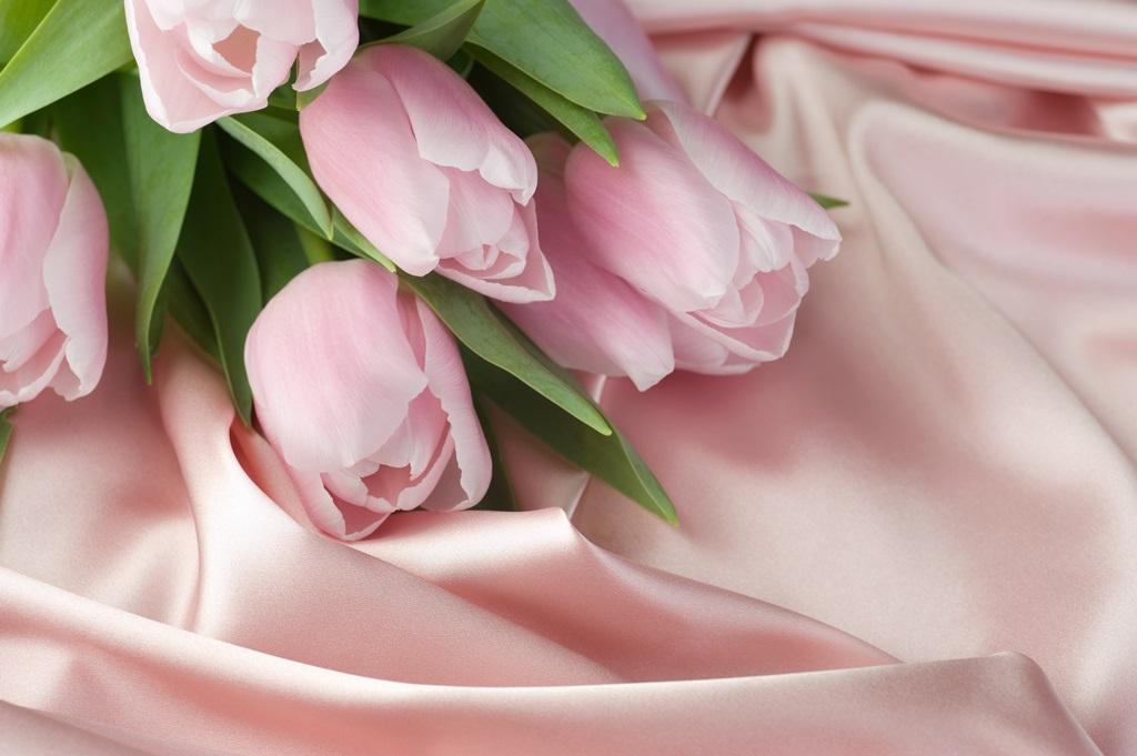 Фотообои Нежные тюльпаны