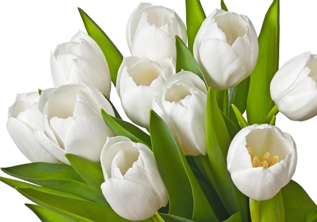 Фотообои Тюльпаны на белом фоне