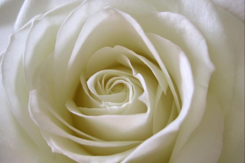 Фотообои Молочная роза