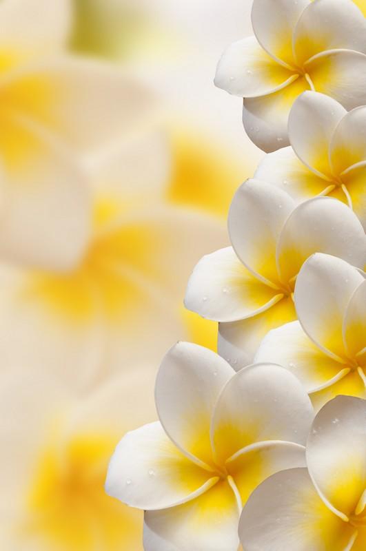 Фотообои Тайский цветок франжипани