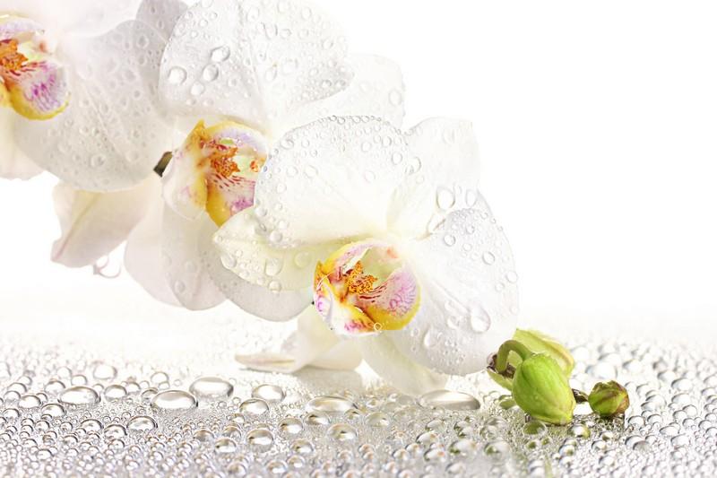 Фотообои Белая орхидея с капельками воды