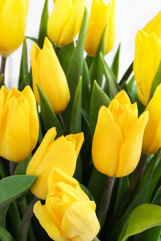 Фотообои Желтые тюльпаны 