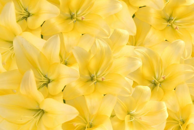 Фотообои Желтые лилии 
