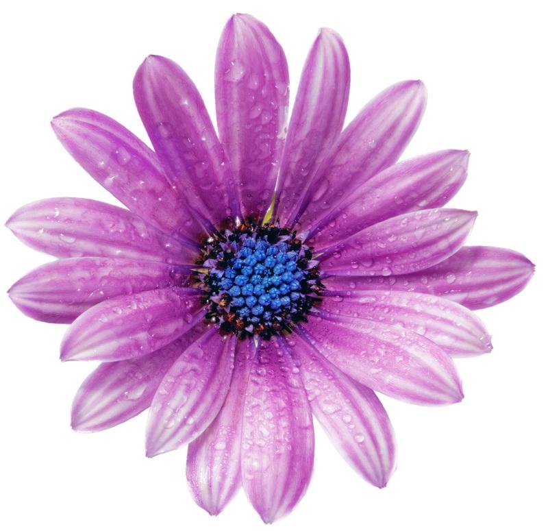Фотообои Фиолетовый цветок с голубой сердцевиной 