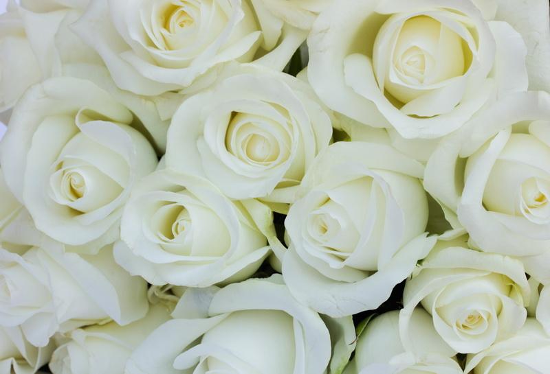 Фотообои Белые розы в букете 