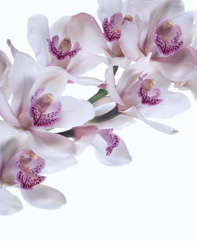 Фотообои orhideya3