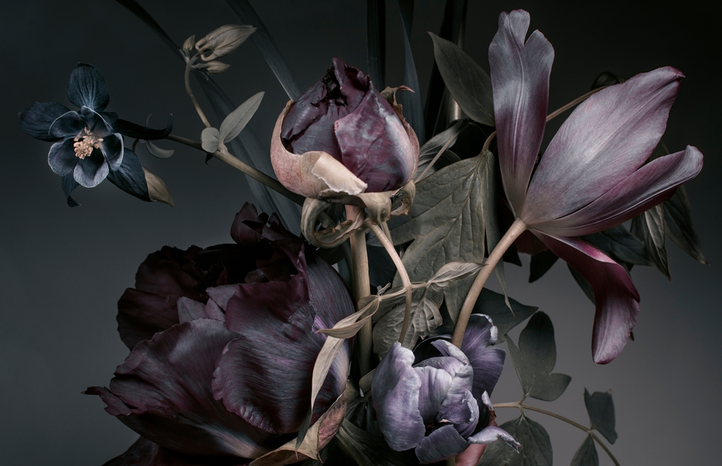 Фотообои Тюльпаны на темном фоне
