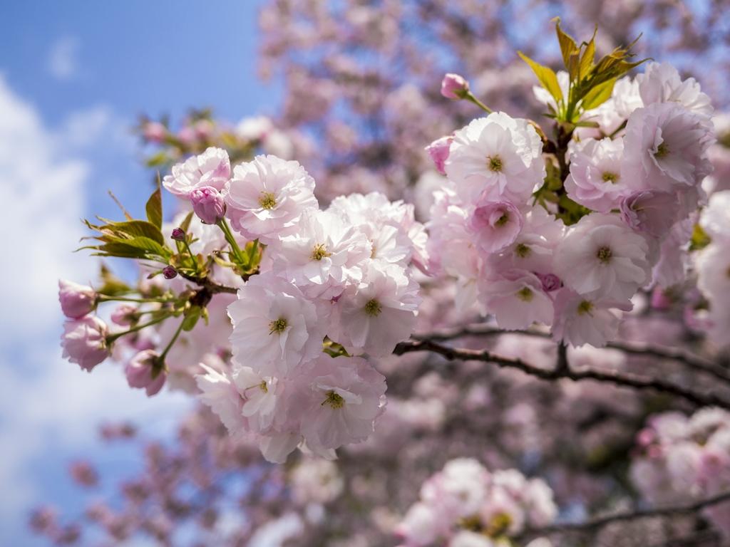 Фотообои Цветы весны