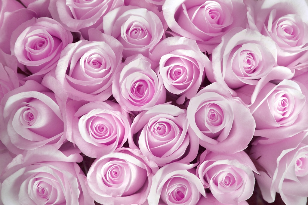 Фотообои Розовые розы в букете 