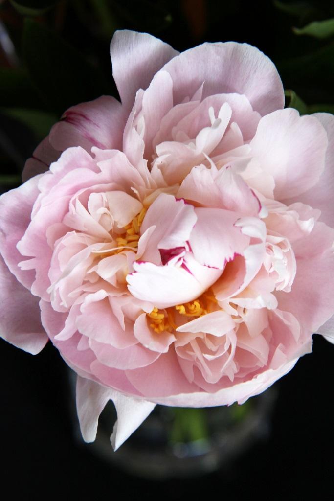 Фотообои Нежный цветок 