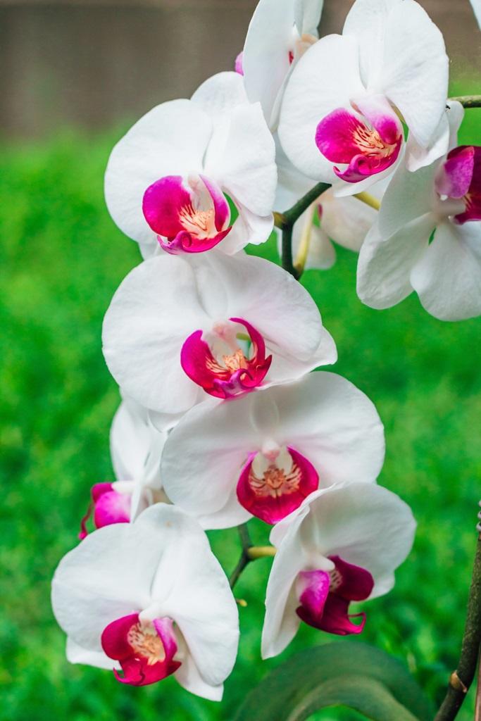 Фотообои Белая орхидея с розовым центром