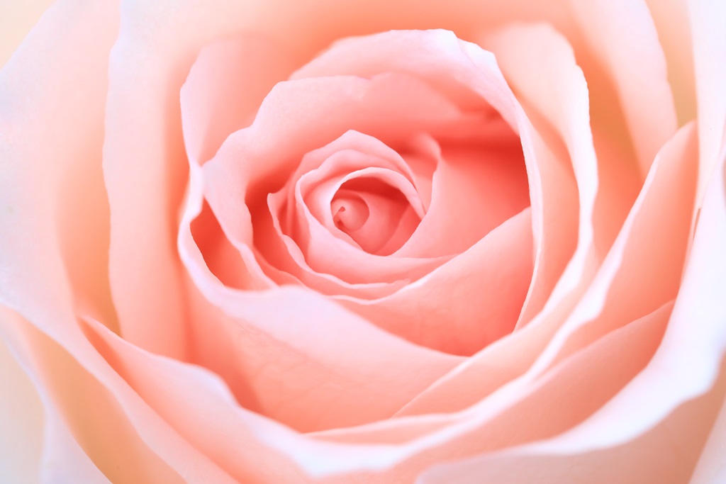 Фотообои Персиковая роза крупным планом 