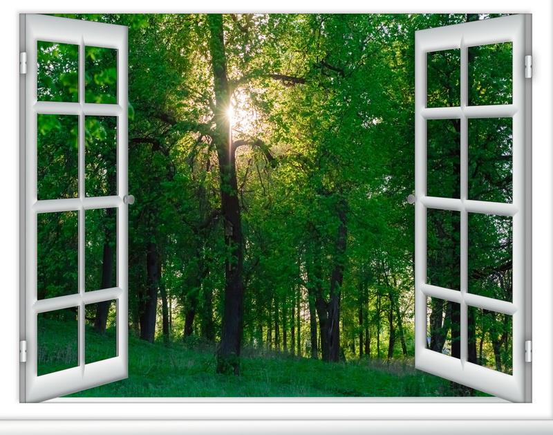 Фотообои вид из окна Окно в лес 