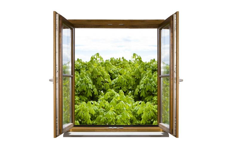 Фотообои вид из окна Зелень в окне 