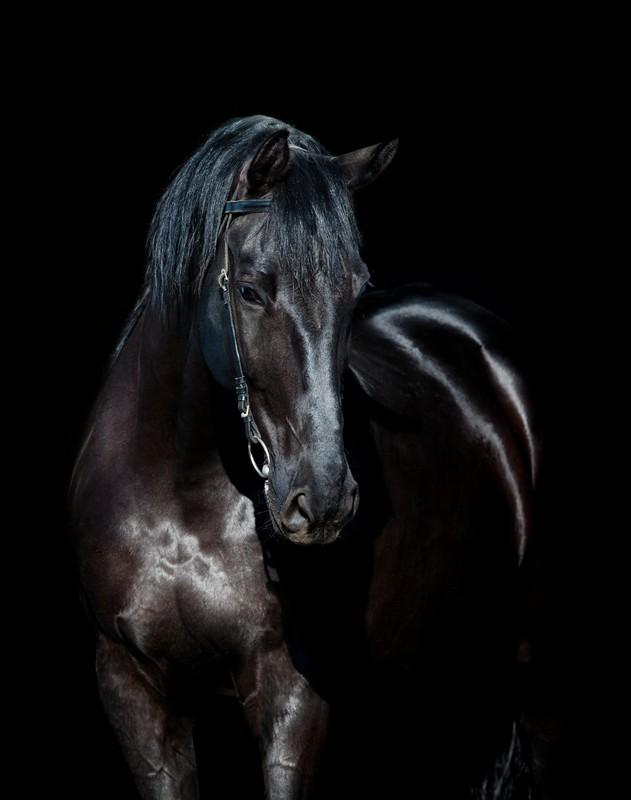 Фотообои Лошадь на черном фоне 