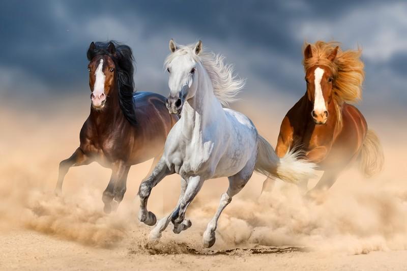 Фотообои Скачущие кони