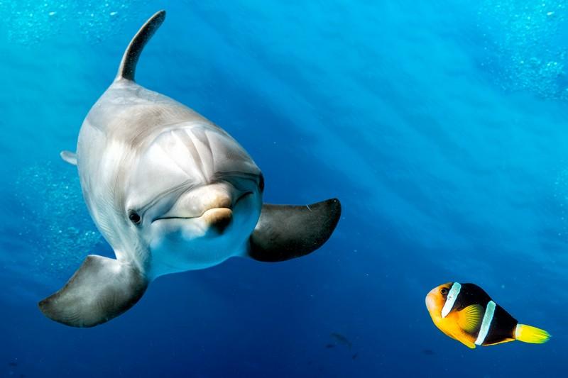 Фотообои Дельфин и рыбка 